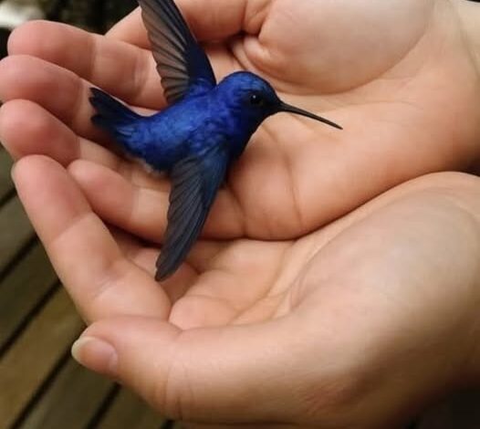 Did You Know That If a Hummingbird Comes to Your Home, It Means Something