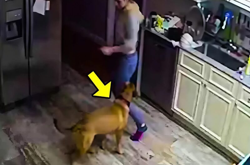 The wife complained that their dog constantly attacked her for no reason: the husband didn’t believe her and decided to install a camera to watch his wife and the dog, but what he saw on the screen shocked him