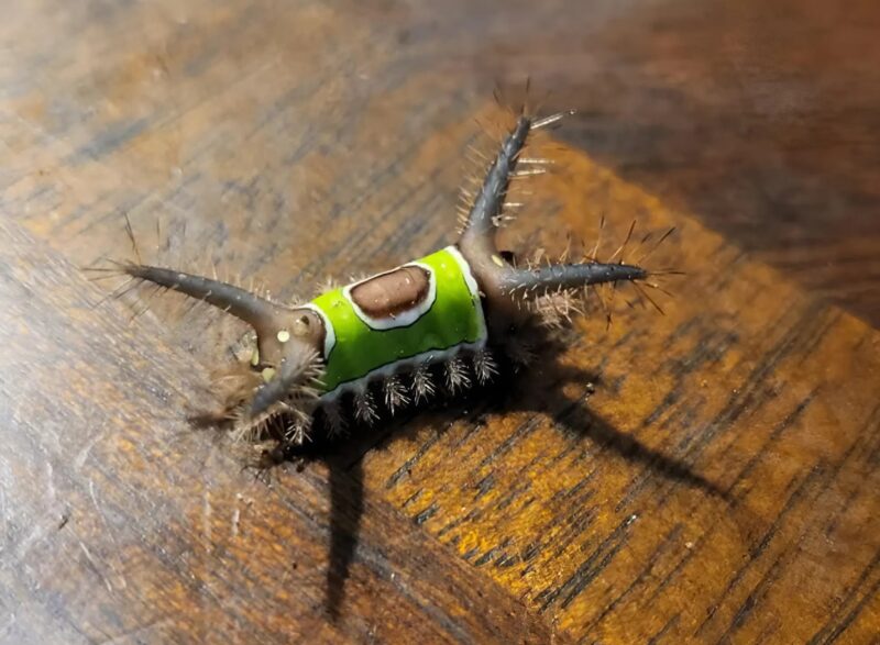 I saw something strange on the floor in my home and was about to touch it when it suddenly started moving: I was terrified when I realized what it was…