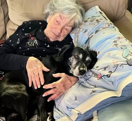 While My Family Fought Over Grandma’s Will, I Was the Only One Who Took Her Beloved Dog and Discovered the Secret She Left