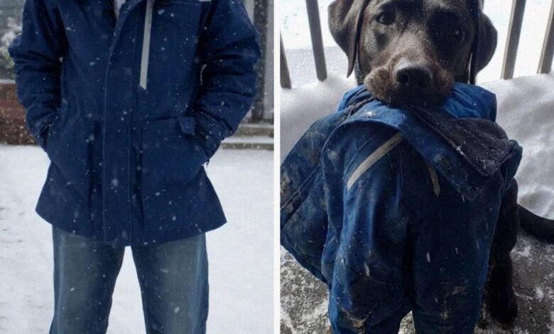 My Dog Brought Me the Jacket My Husband Disappeared in Years Ago – I Followed Him and Couldn’t Believe What I