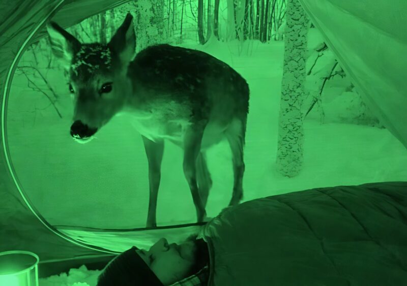 Out of curiosity, I decided to set up a night-vision camera to see what happens around me while I sleep in a tent in the middle of the forest; during the night, a fawn climbed into my tent — and what it did filled me with real horror