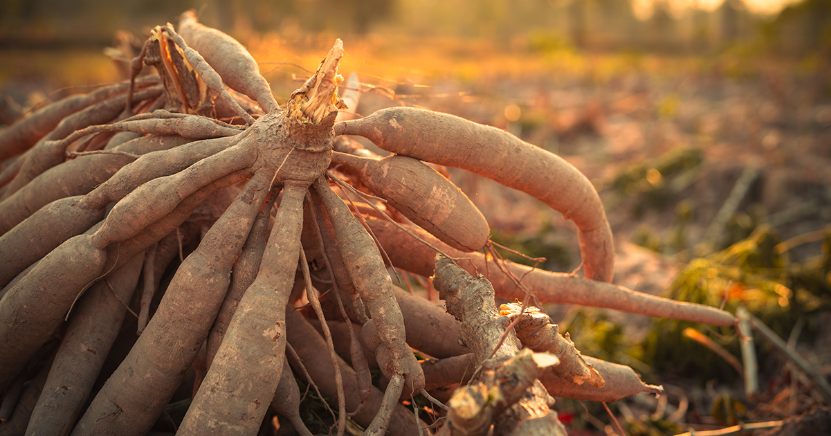 World’s 'deadliest food' kills 200 each year