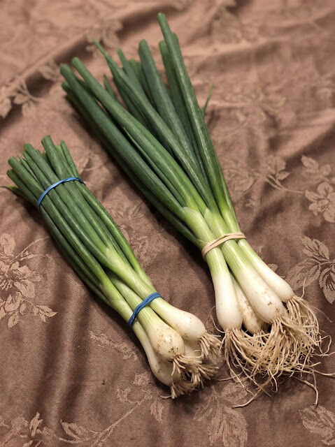 Scallions, Green Onions, Spring Onions, and Chives Explained