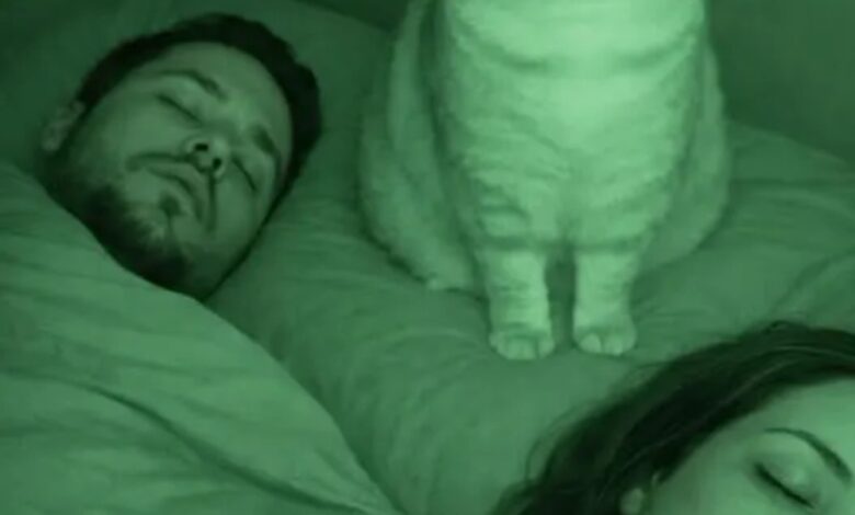 Every night I woke up with the feeling that our cat was carefully watching me and my husband, and it felt frightening!