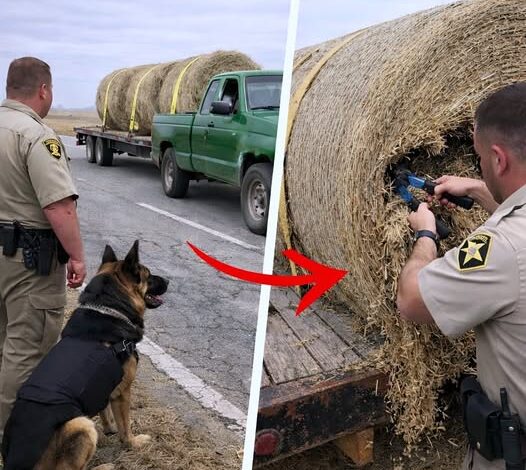 K9 Kept Barking at Hay Bales on Highway, Deputy Cut It Open and Turned
