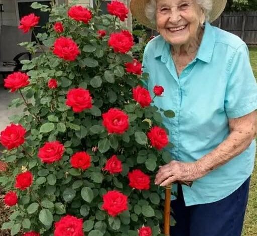 Grandma Asked Me to Move Her Favorite Rosebush One Year After Her Death – I Never Expected to Find What She’d Hidden Beneath