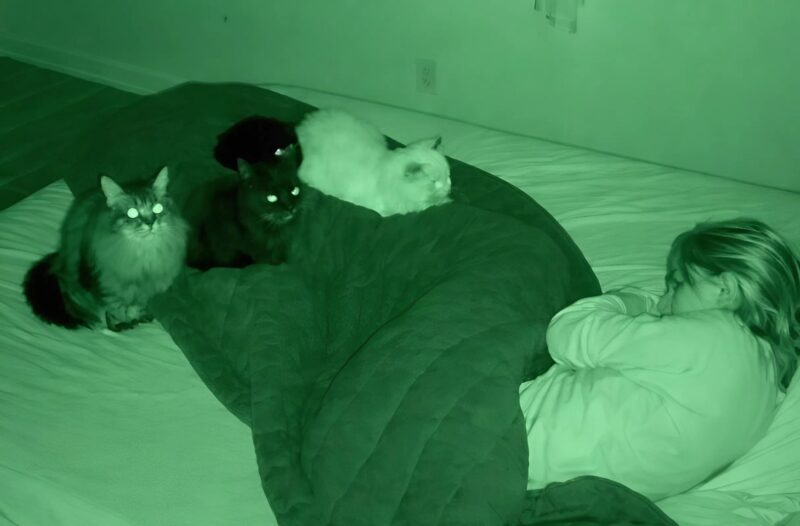 Every night my three cats jumped onto the bed and silently stared at me, and only over time did I realize that they weren’t doing this out of some strange habit