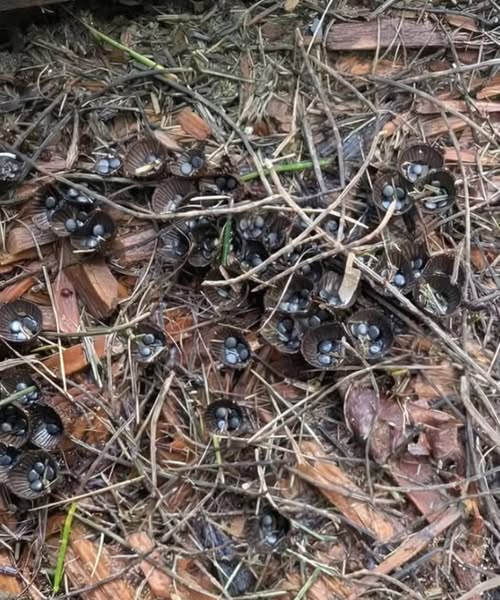 Unusual Discovery in a Friend’s Garden Leaves Everyone