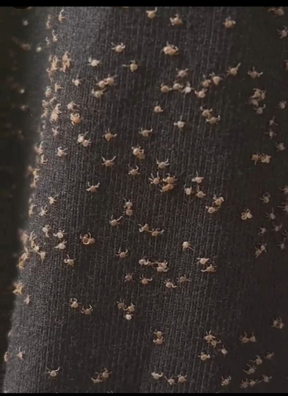 What I Found on My Pant Leg After Walking