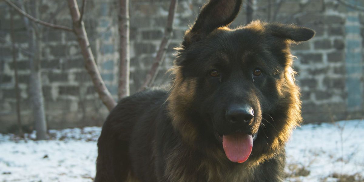 I Gave Food to a Hungry Veteran and His Dog – a Month Later, My Boss Dragged Me into His Office, Furious, and My Whole Life Flipped Upside